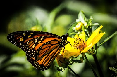 Tallahatchie National Wildlife Refuge