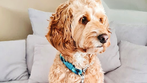 seelenhund-leinen - Thumbnail