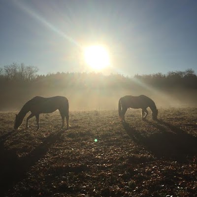 SS Equestrian Services at Pinebourne North