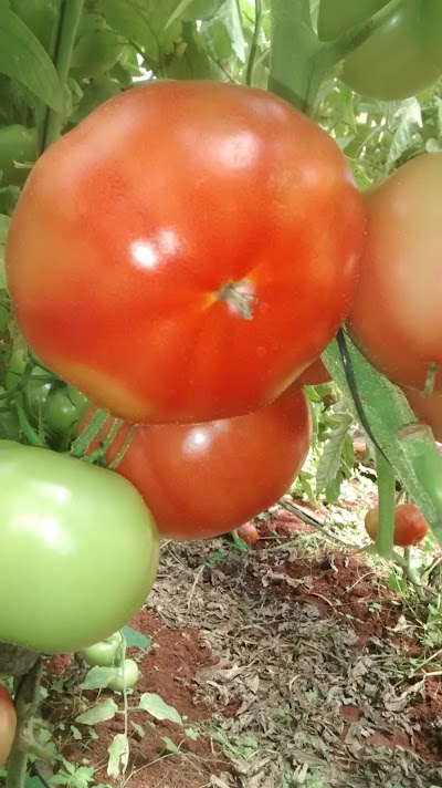 Photos of Agroservicios del Nea SRL