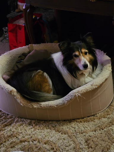 CodaPet - At Home Pet Euthanasia of Santa Clarita - Thumbnail