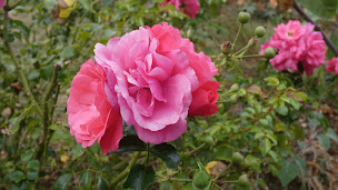 Photo n°5 de Chambre d'hôtes La Métairie des Dames à Coulonges-sur-l'Autize (Chambre d'hôtes)