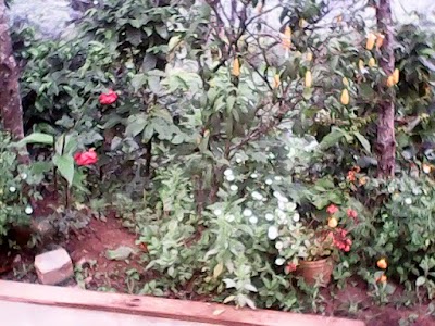Photos of Hotel Popayan Plaza