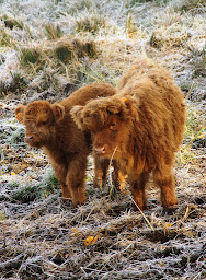 Photo n°21 de Ferme des Petits Tresseaux à Averdon (Ferme porcine)