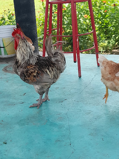 Rancho Chico El Pom Gallery - Mexico