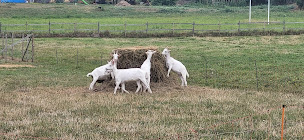 Photo n°4 de Les Chèvres du Châtellier à Lys-Haut-Layon (Ferme bio)