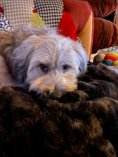 Hundesalon Reischl