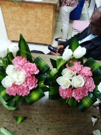 Photos of Tulip Flowers