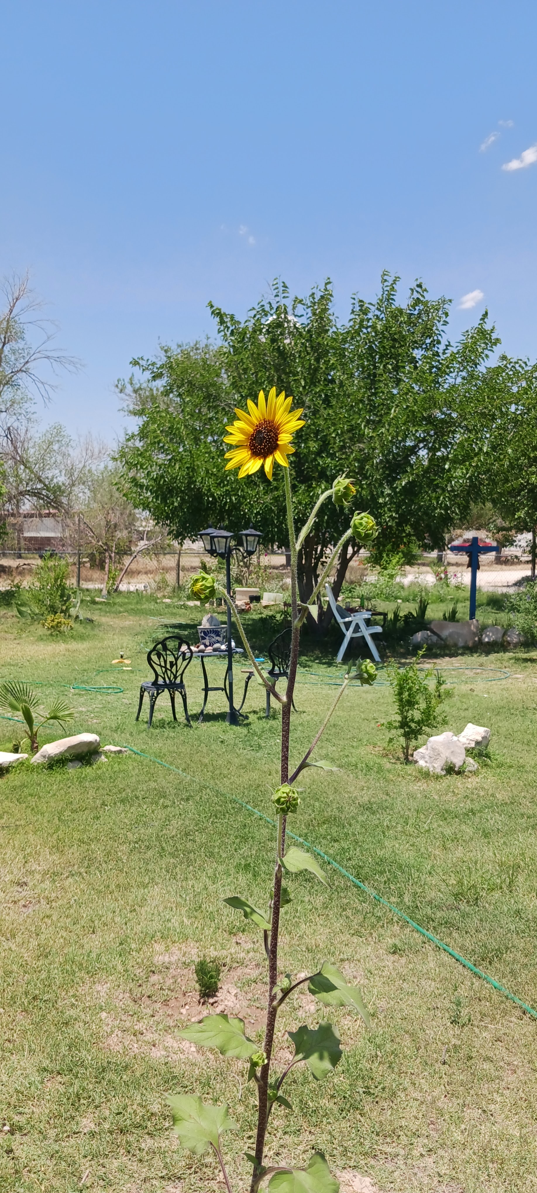 Victoria's garden