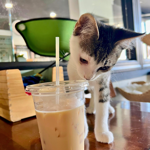 Aristocat Cafe + Tea House by null