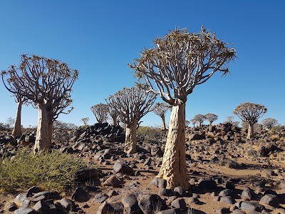 Photos of Camping (Quiver Tree Forest Camp)