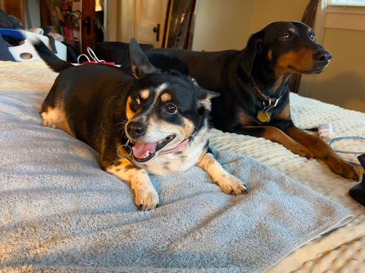 Brownsboro Animal Clinic - Thumbnail