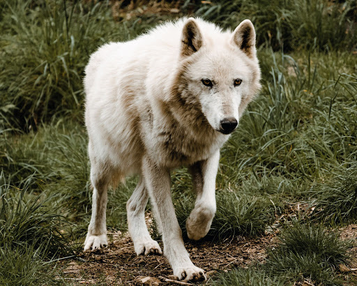 White Wolf Sanctuary - Visual
