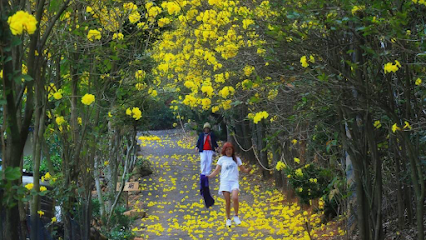 新埔詹家黃金風鈴木__（賞花資訊以FB"風鈴花農場"為主）