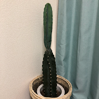 タック指圧マッサージ