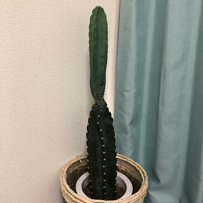 タック指圧マッサージ