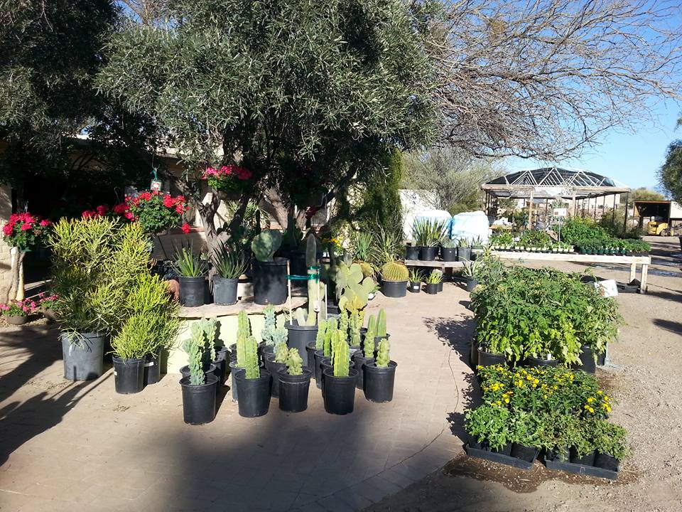 Silverbell Nursery & Co