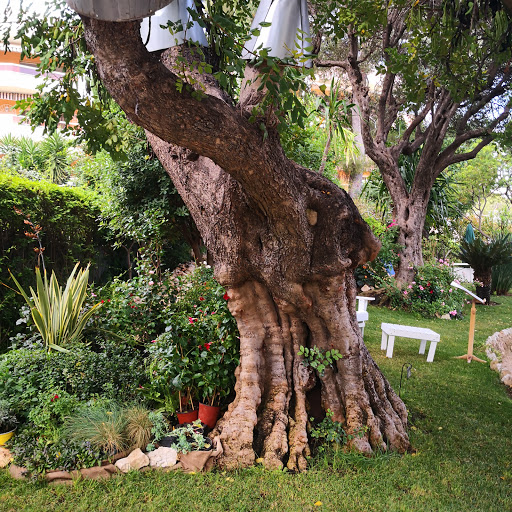 Villa the Camellias - Cap d'Ail Museum - Thumbnail