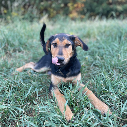 Lizzie Dogs - Dresseur pour chiens