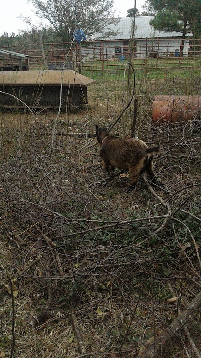 Dukes Goat Farm