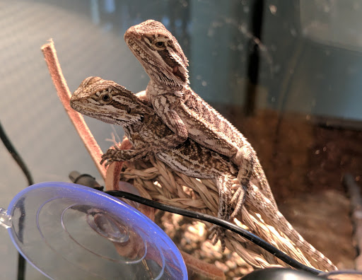 Reptiles Inc. - Thumbnail
