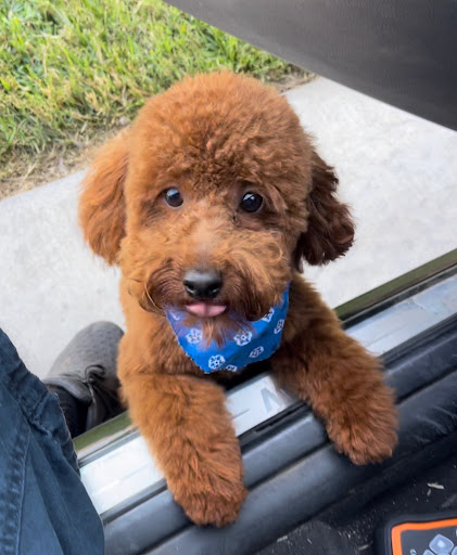Paws Appeal Grooming and Doggy Day Care Gallery - United States