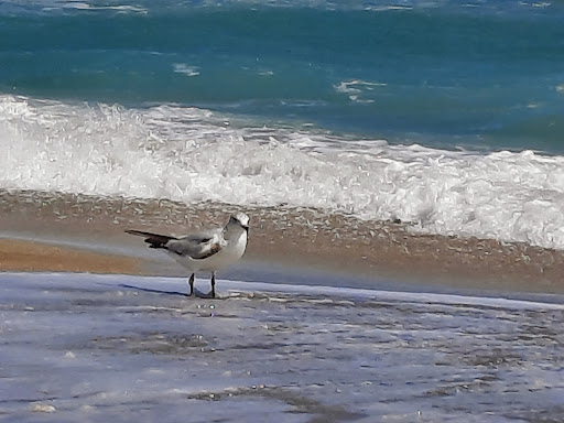 Stuart Beach - Visual