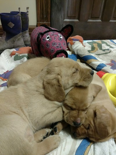 Photos of Town & Country Animal Care