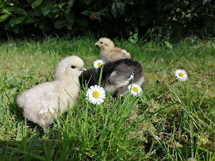 Photo n°12 de Le Cyprès Bleu (uniquement sur RDV) à Baurech (Ferme d'élevage)