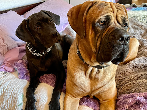Nordahl Pet Clinic - Thumbnail
