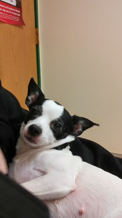 veterinary-care