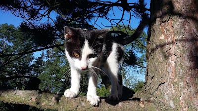 veterinary-care