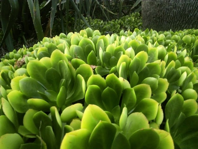 Friends of the Royal Botanic Gardens Melbourne Inc.