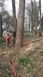 Photo n°7 de NOV ELAGAGE Lachevre Dimitri à Challans (Service d'élagage)