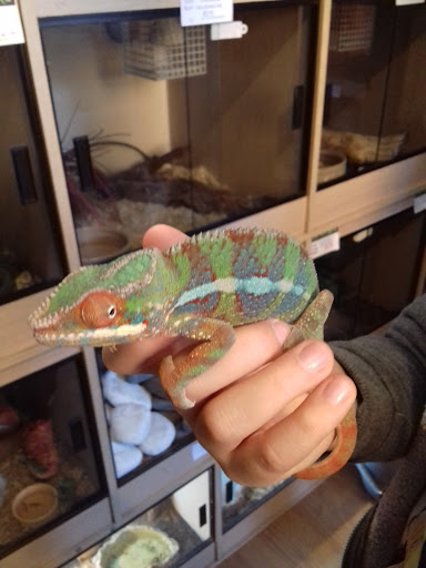 Weird Creatures - Visual