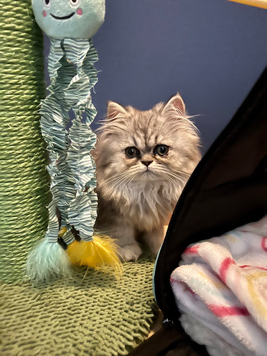 Patchwork Kittens - Visual