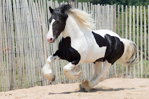 Photo n°4 de Elevage et gite des maziers à Varennes-Saint-Sauveur (Service de garde d'animaux)