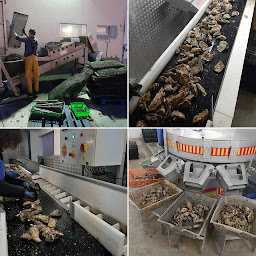 Photo n°14 de SARL HUITRES COCOLLOS (site de production) à Bourcefranc-le-Chapus (Ferme d'aquaculture)