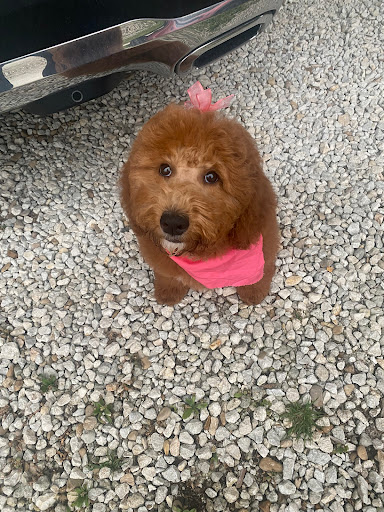 Bailey’s Pet Spa - Thumbnail