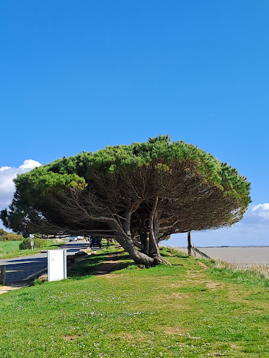 Photo 1 - La Chaloupe