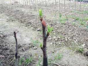 Photo n°2 de Le Pré Verzée à Ombrée d'Anjou (Pépinière)