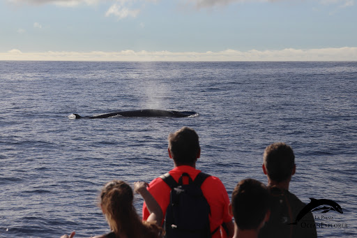 OceanExplorer Responsible & Educational Whale Watching