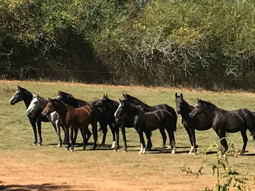 Bar W Rodeo Company