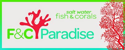 Fish and Coral Paradise