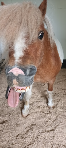 Passionate About Pets Animal Physiotherapy Gallery - United Kingdom