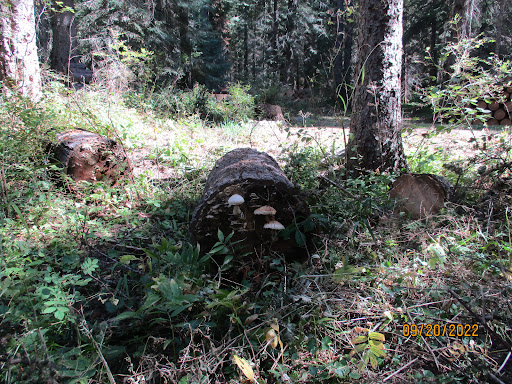 Fly Flat Campground - Thumbnail