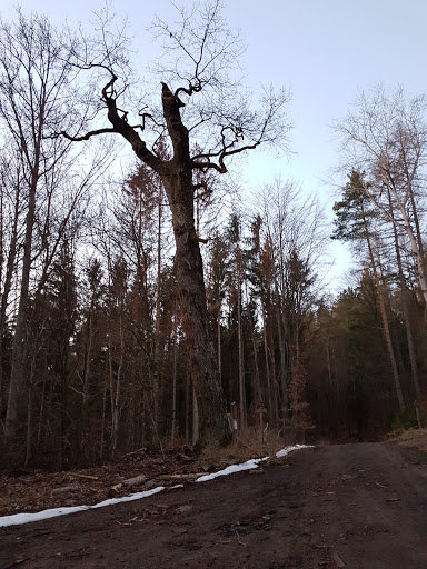 Wilhelmseiche - Visual