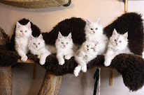 L'Or sauvage à Ingré