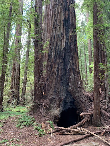 Colonel Armstrong Tree