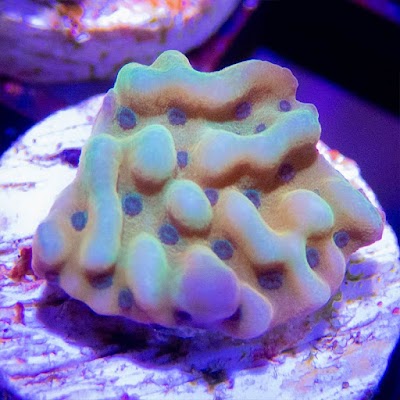 Sunnyside Corals